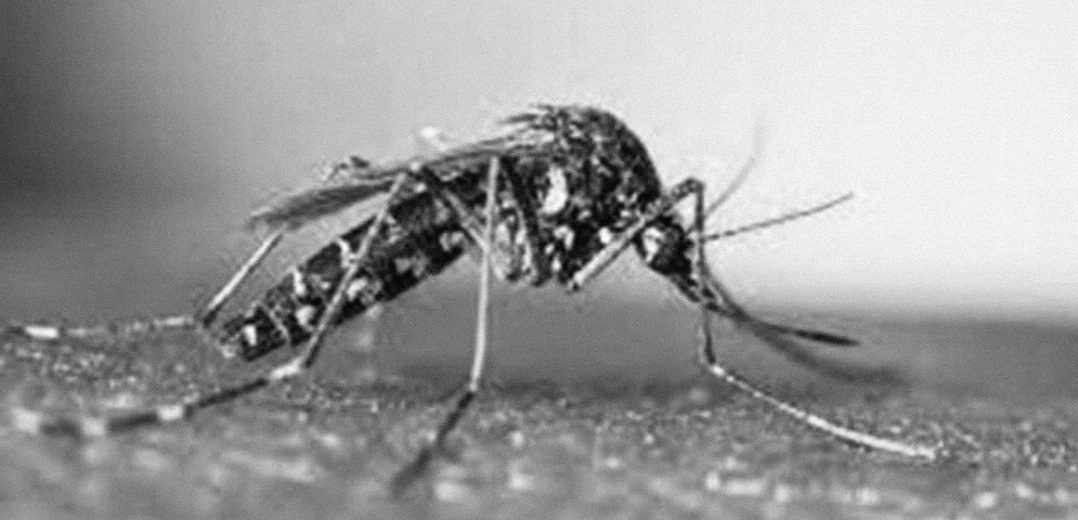 Mosquito que transmite Dengue detetado no Alto Minho