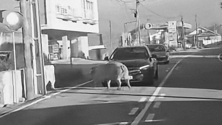 Porco à solta obriga a parar trânsito entre Esposende e Viana do Castelo